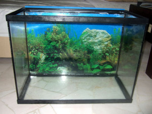empty-fish-tank