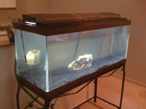 new aquarium