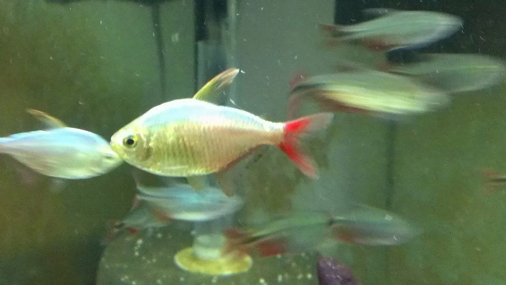 congo tetra