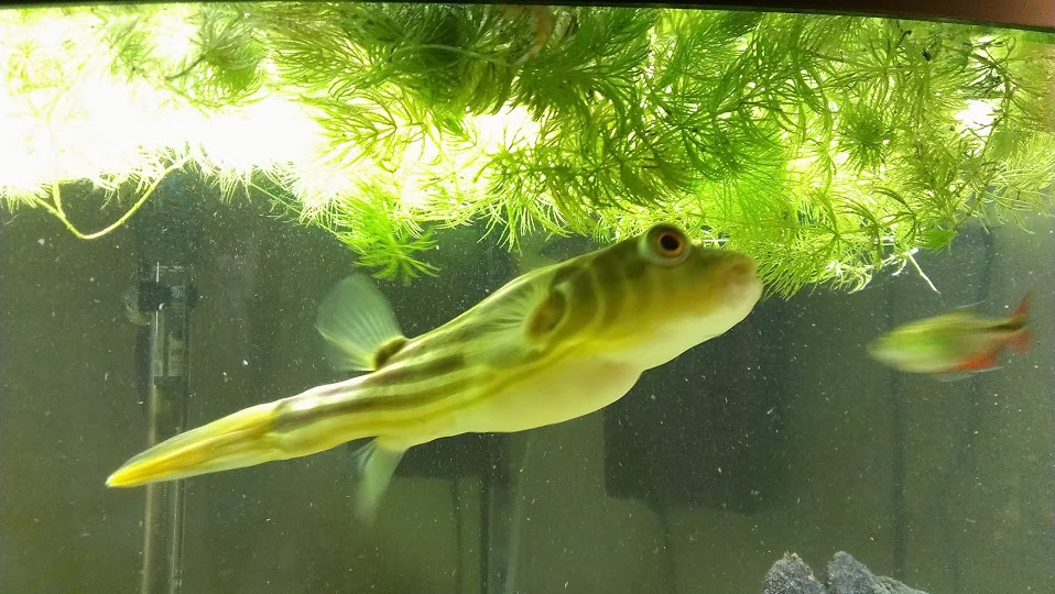 Large best sale freshwater puffer